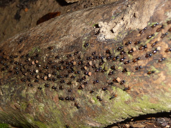 Regenwaldameisenautobahn. Sieht aus wie A81 Ehningen-Stuttgart 8 Uhr morgens. Nur hier ist evtl. mehr Hirn unterwegs... 