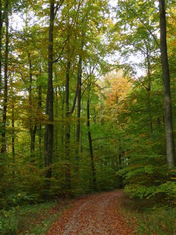 Anfangs geht es durch (zur Zeit) bunte Laubwälder.