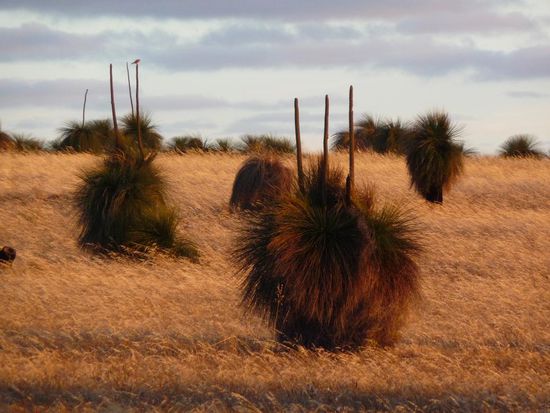 Sieht schon recht schraeg aus....