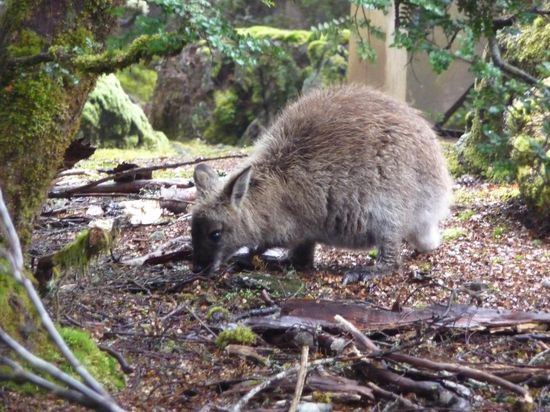 Wallabies - hopsen hier ueberall rum, sind auch nicht besonders scheu.