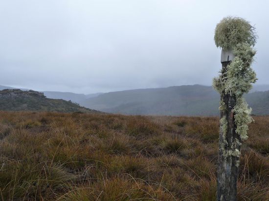 ..hier waechst das Moos sogar auf den Wegmarkierungen