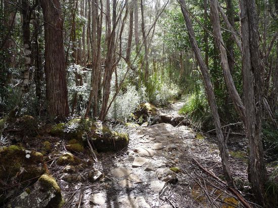 In den niedrig gelegenen Bereichen durchquert man immer wieder dichten Regenwald