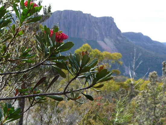 ja die Welt steht hier Kopf, d.h. hier blueht es , weil Sommer