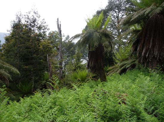 Regenwald kurz vor Erriechen des Zieles. Und wieder kpl anders als zuvor.
