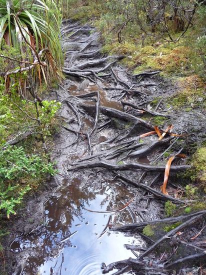 ...kommt oft und manchmal kilometerlang vor: Ultragemeine Wurzel-Matschkombination. Hinfallgaranie kostenlos inbegriffen