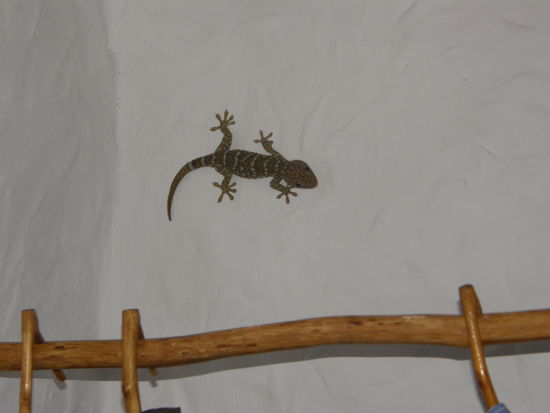 der kleine Gecko lebte in unserem Kleiderschrank