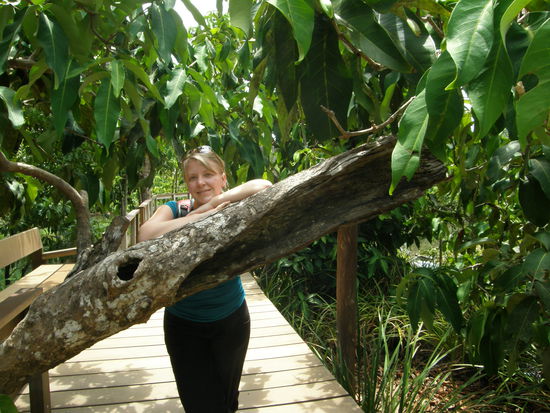 Im Mangrovenwald in Tha Pom