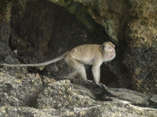 der "Chef" der Affenbande