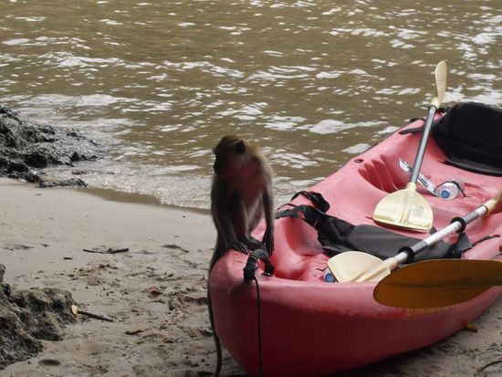 der kleine Kumpel besetzte unser Kajak...
