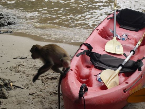 ...eine Banane lockte ihn wieder weg!