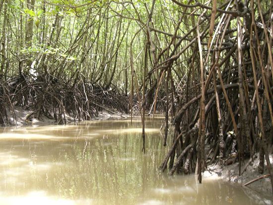 Die Kanäle durch die Mangroven - normalerweise ist das Wasser blau, aber es hatte in der Nacht geregnet und viel Erdreich sackte ins Wasser