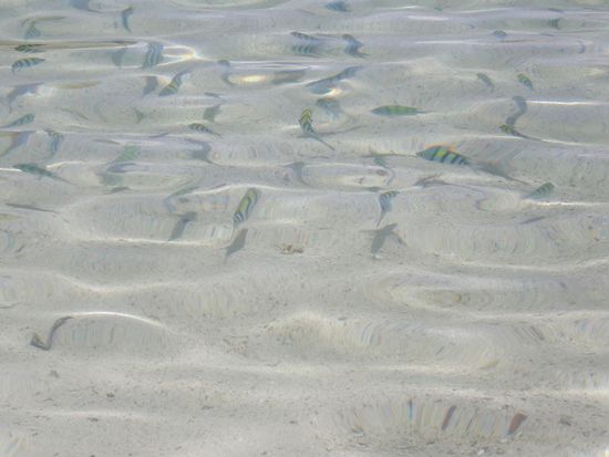 Fische direkt am Strand - überall hat es gekitzlet beim Schwimmen!!!
