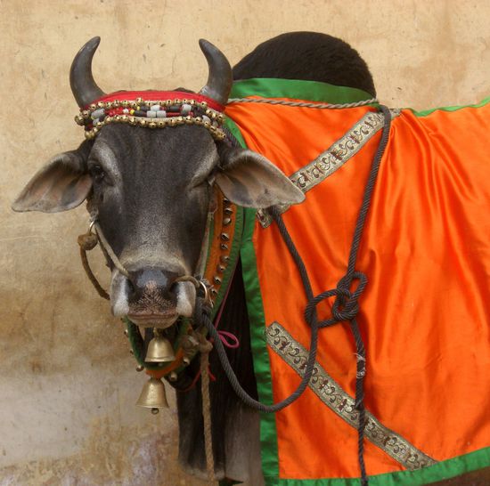 meine schönste indische Kuh