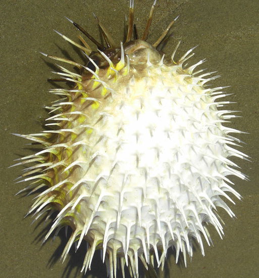 ich versuchte ihn zu retten, leider vergebens