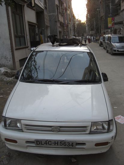 Ein schlafender Hund auf dem Autodach - in Deutschland undenkbar, in Indien nicht der Rede wert