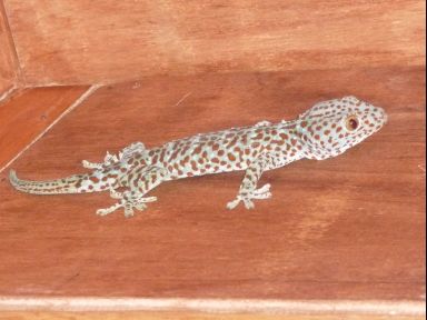 Hausgecko----unser bester Freund weil er all die laestigen Moskitos frisst