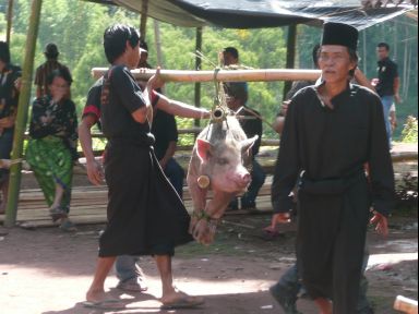 Die Schweinchen kommen an....