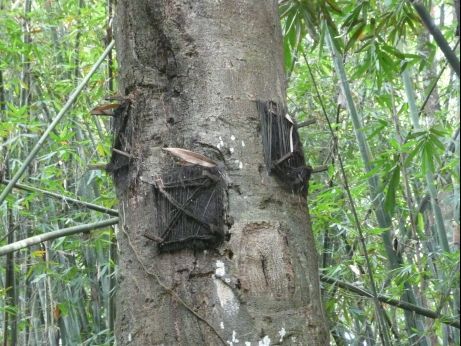 Der Babybaum. Hier werden die Babys beerdigt, die sterben bevor sie Zaehne haben. Der Baum liefert Muttermilch und mit ihm waechst auch der Geist des Kindes und mit der Zeit wachsen auch die Loecher zu. Baum und Geist sind eins.