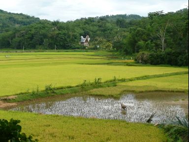 Das Gruen Sulawesis