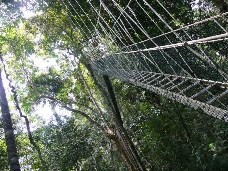Canopy Walk