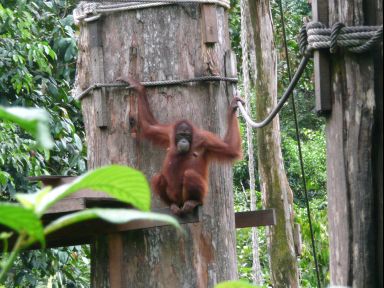 Sepilok Orang Utan Rehabilition Center