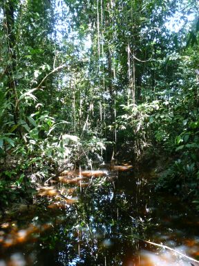 jungle