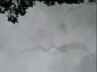 Fledermaeuse verdunkeln den Himmel, aber das sind nur die ersten der 3 Millionen, die heute noch Dinner suchen ....