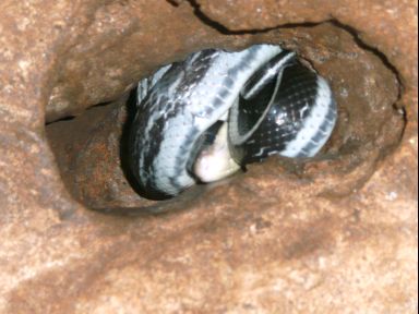 schlafende Racersnake