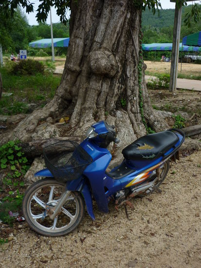 unser "Geschoss" ( Vorderbremse ging gar nicht,Hebel "schlabberte" nur so in der Luft, Hinterbremse machte beim Durchtreten mehr Geraeusch, als das sie Bremswirkung hatte, Sitzbankbezug war kaputt, nach dem Regen machte das nen schoen nassen Hintern, ABER: hat riesig Spass gemacht !!!)