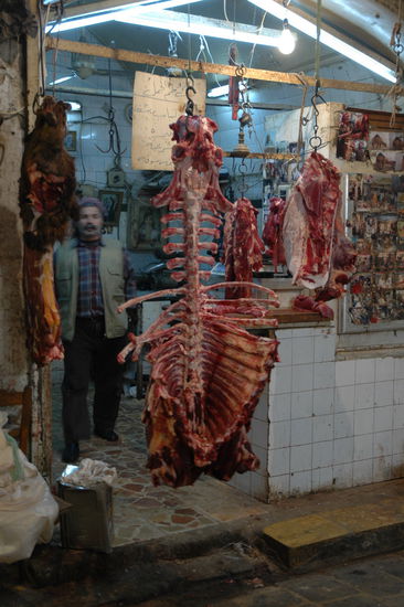 dieses große Gerippe stammt von einem Kamel