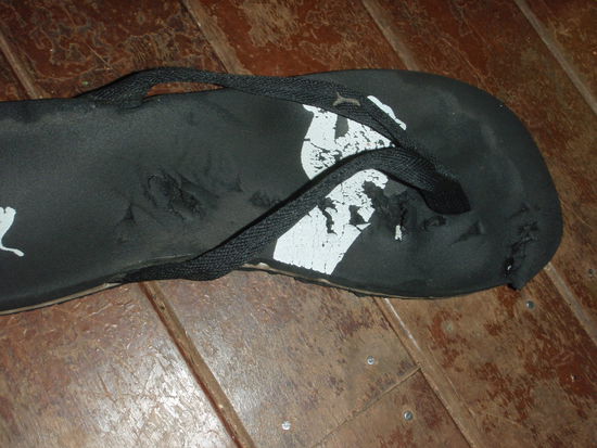Mein Zerbissener Flip Flop