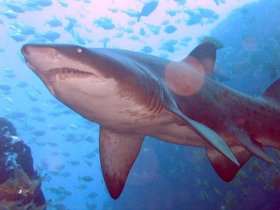 Grey Nurse Shark (Bild nicht von uns)