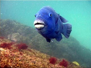 Blue Grouper. Liebt es Seeigel zu fressen.
Bild nicht von uns.