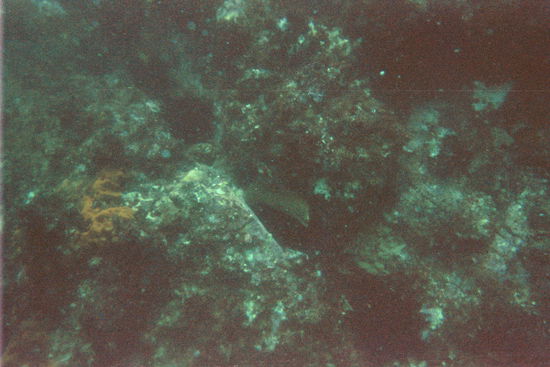 Eine Moraene wagt einen Blick auf uns Taucher. Selbstgemachtes Bild!