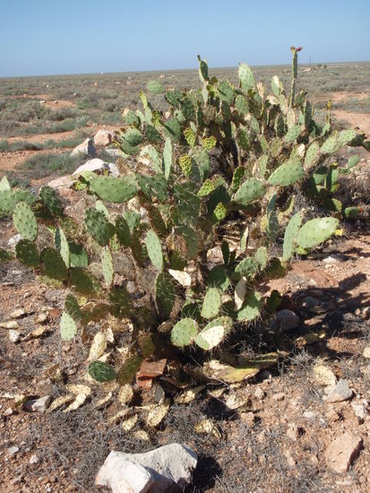 so sah es da ueberall im Outback aus