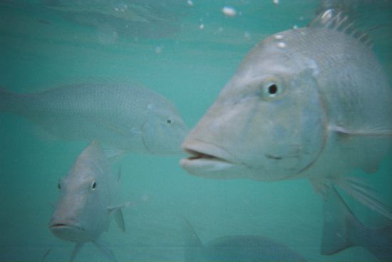 Man kann fast sehen welche Absichten der Kollege unten links hat nachdem er gemerkt hat das es kein Futter mehr gibt. Aggro Fisch!!