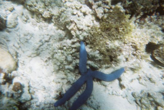 Ein leuchtend-blauer Seestern hat einen "Arm" im Loch versteckt.