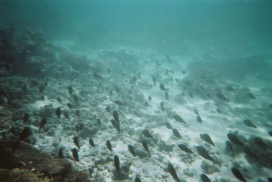Grosse Fischschwaerme waren in der naehe der Haie zu finden