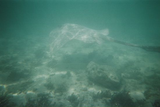 Ein weiterer maechtiger Rochen macht sich aus dem Staub
