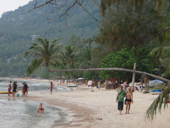 Lustig gewachsene Palme am Strand.