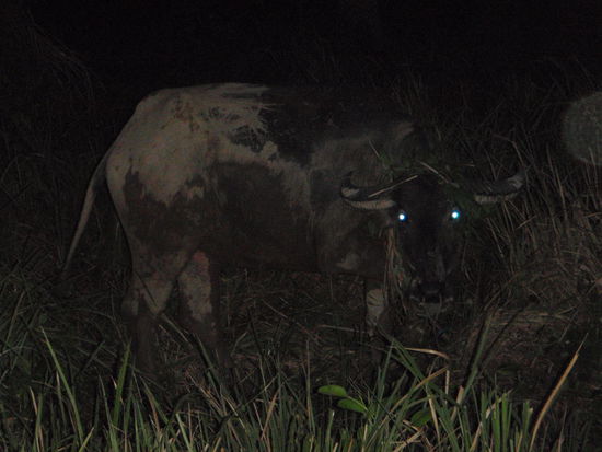 Wasserbüffel im Unterholz