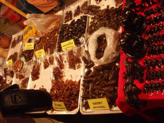 Reiches Insektenangebot.