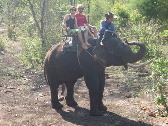 Mit fünf Beinen durchs Gelände 