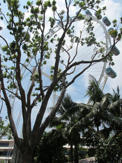 Das Riesenrad mit Baum 