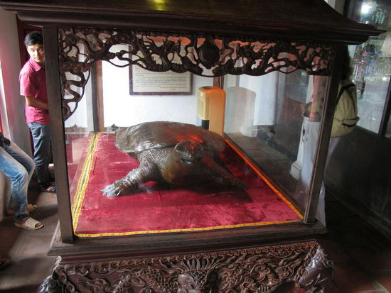 Die Schildkröte aus dem See