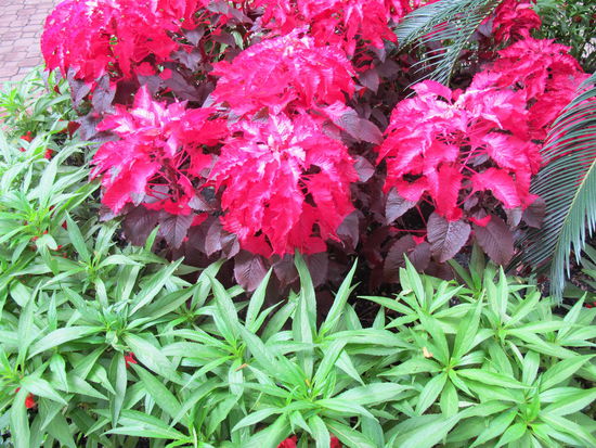 Blumen im Park
