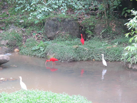 Die Roten sahen echt genial aus