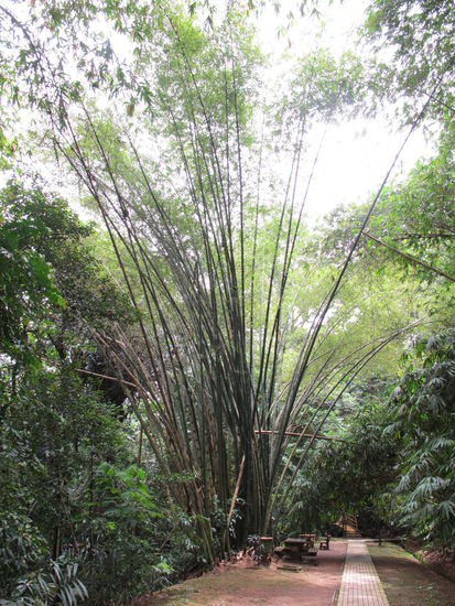Ein normaler Weg durch den "Bambuswald" von dem net viel zu sehen war