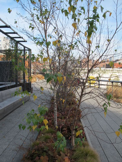 Ein paar Blätter waren noch zu sehen