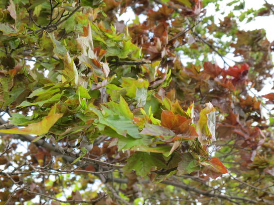 Und fast überall stehen Ahornbäume, was sonst 
